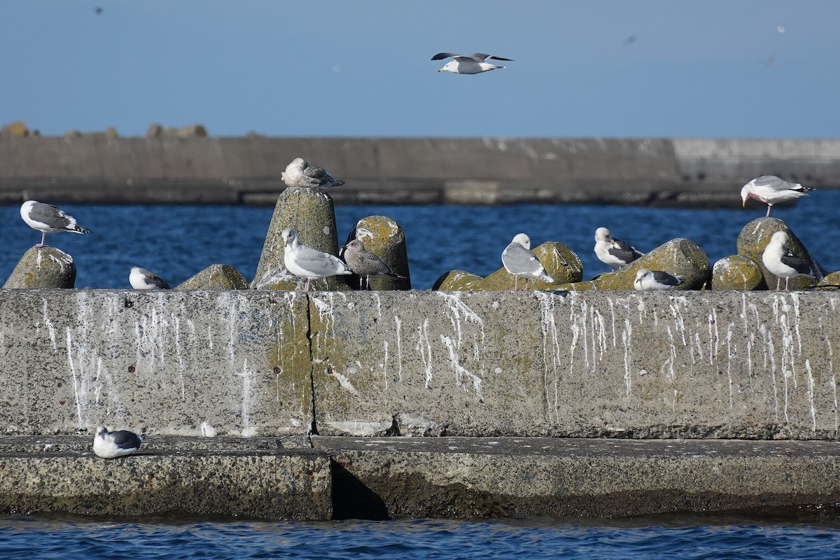 gråvingemåke - ML646431756