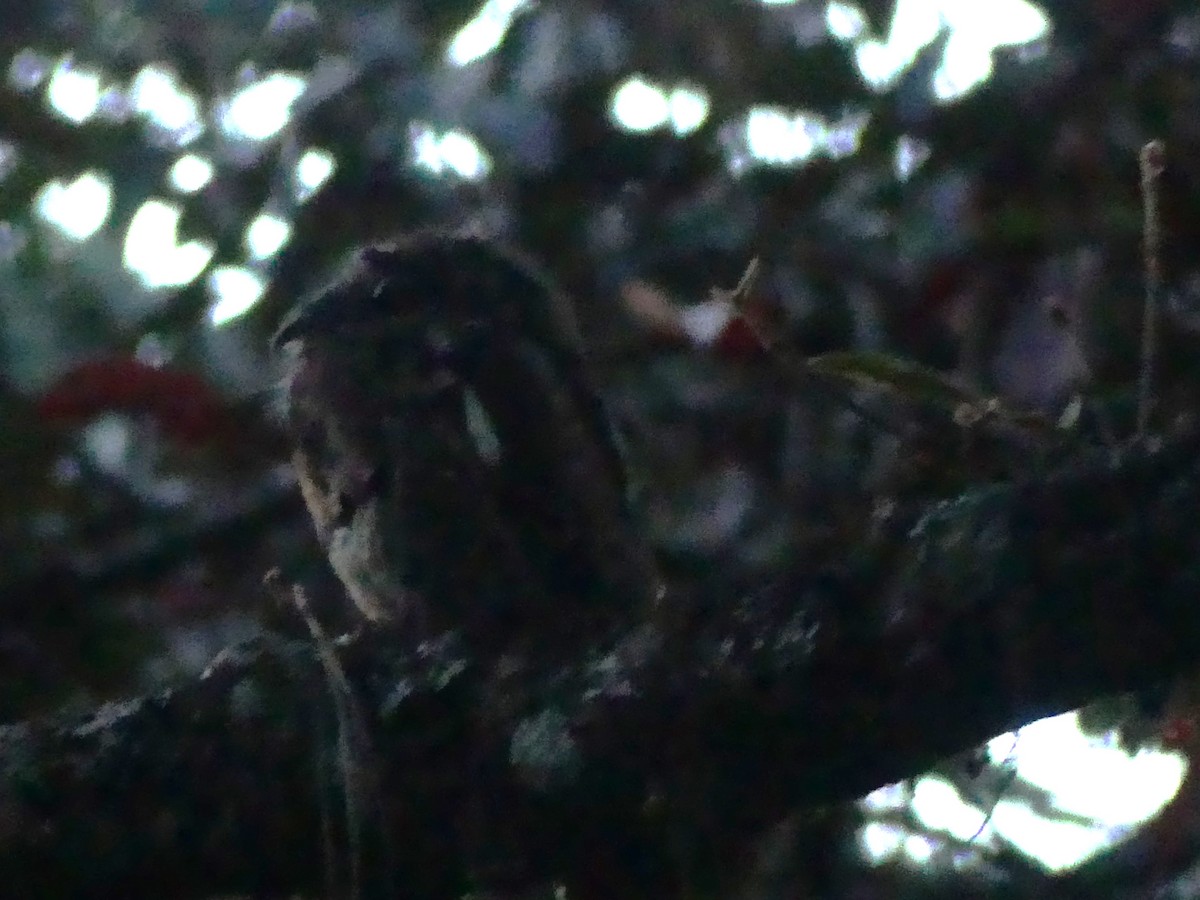 Common Potoo - ML646431758