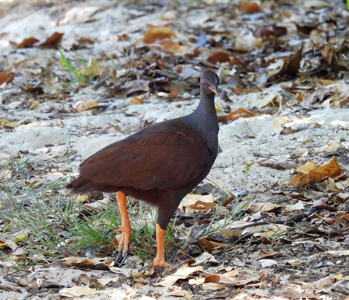 Orange-footed Megapode - ML646431759