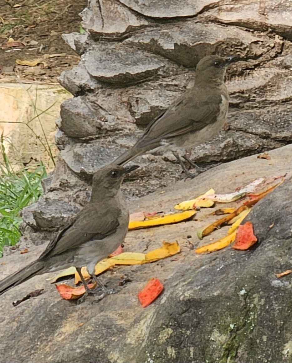 Черноклювый дрозд - ML646431760