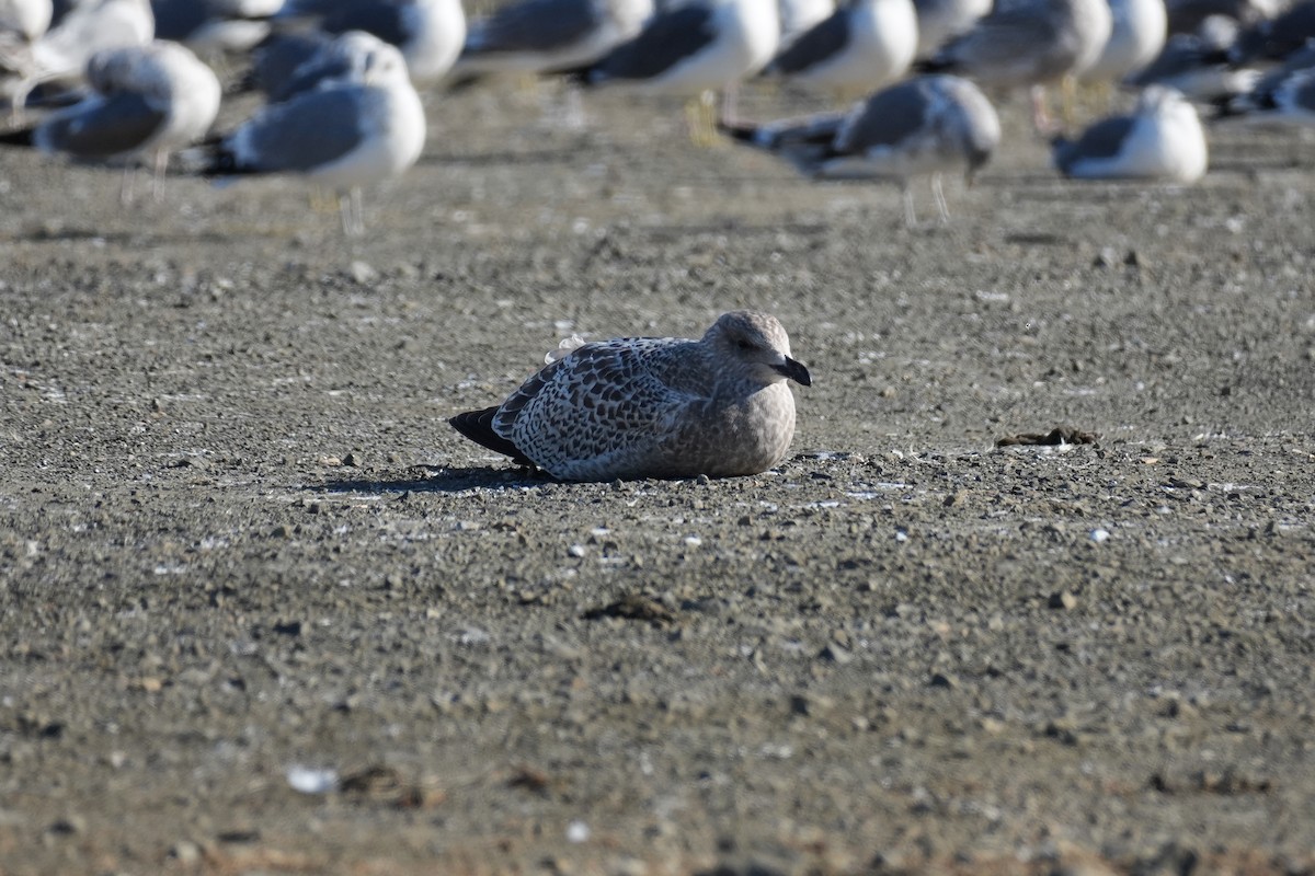 skifermåke - ML646431770