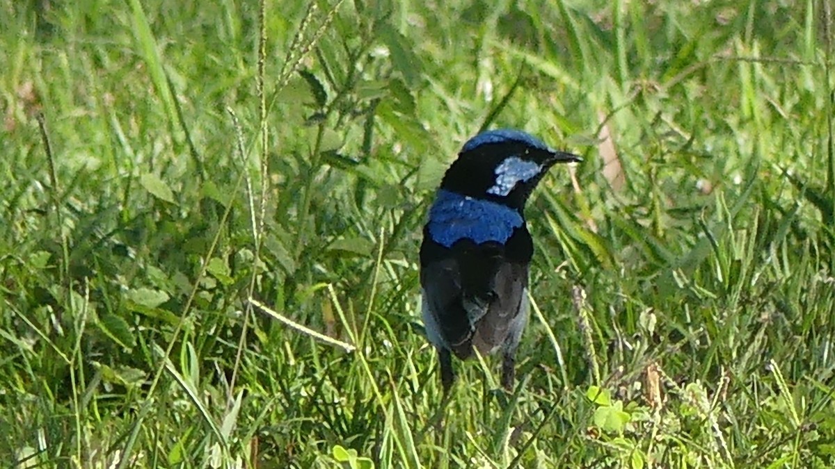 Superb Fairywren - ML646431773
