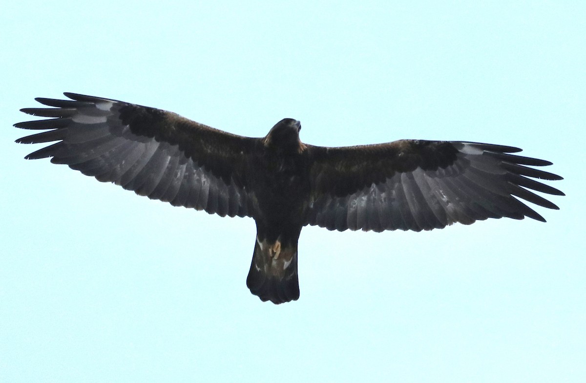 Águila Real - ML646431774