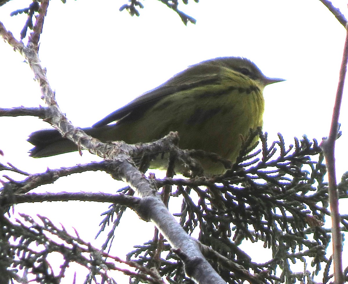 lesňáček pokřovní - ML646431777