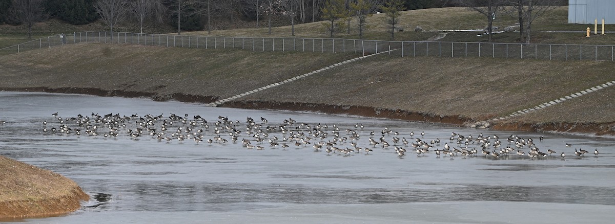 Canada Goose - ML646431778