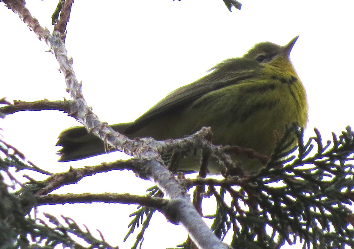 lesňáček pokřovní - ML646431781