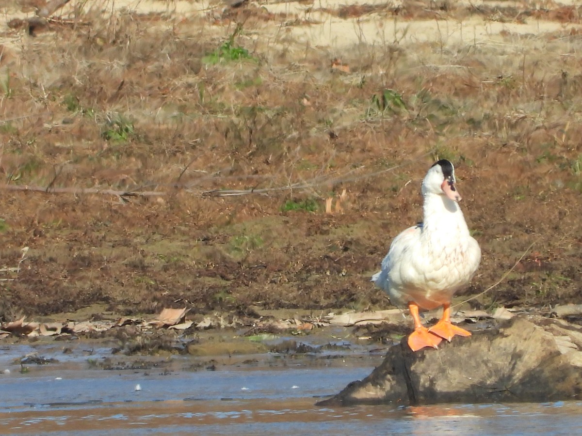 duck sp. - ML646431783