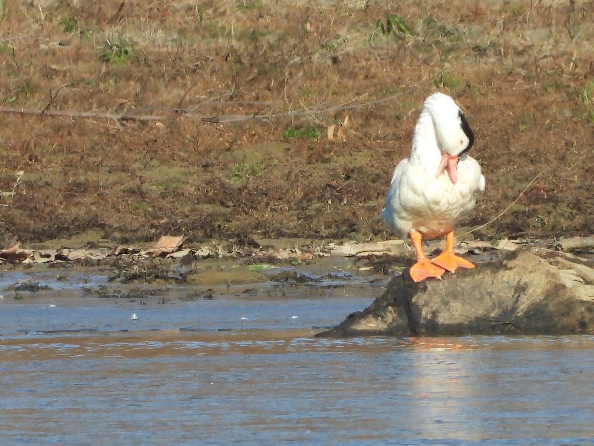 duck sp. - ML646431785