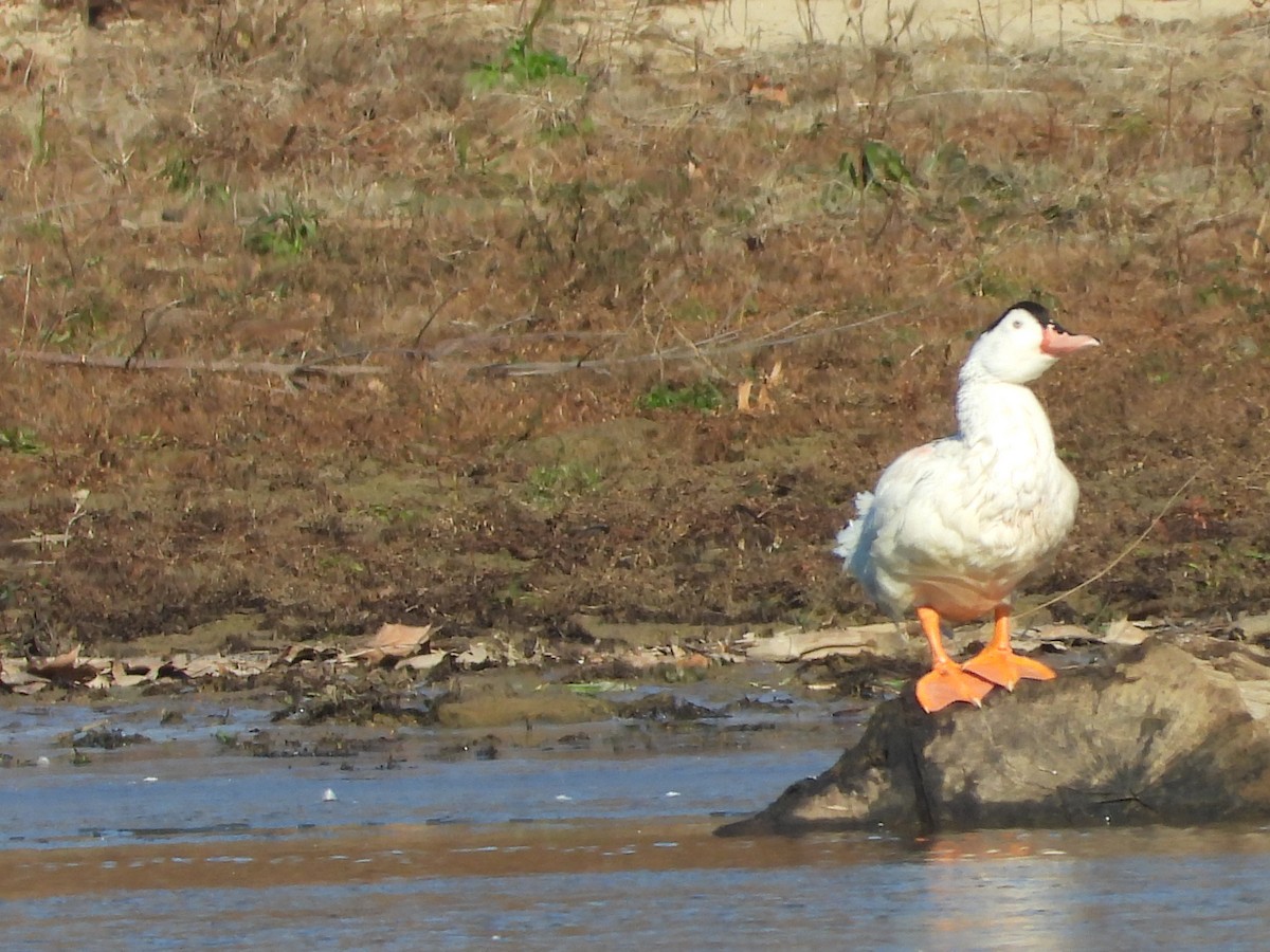 duck sp. - ML646431787