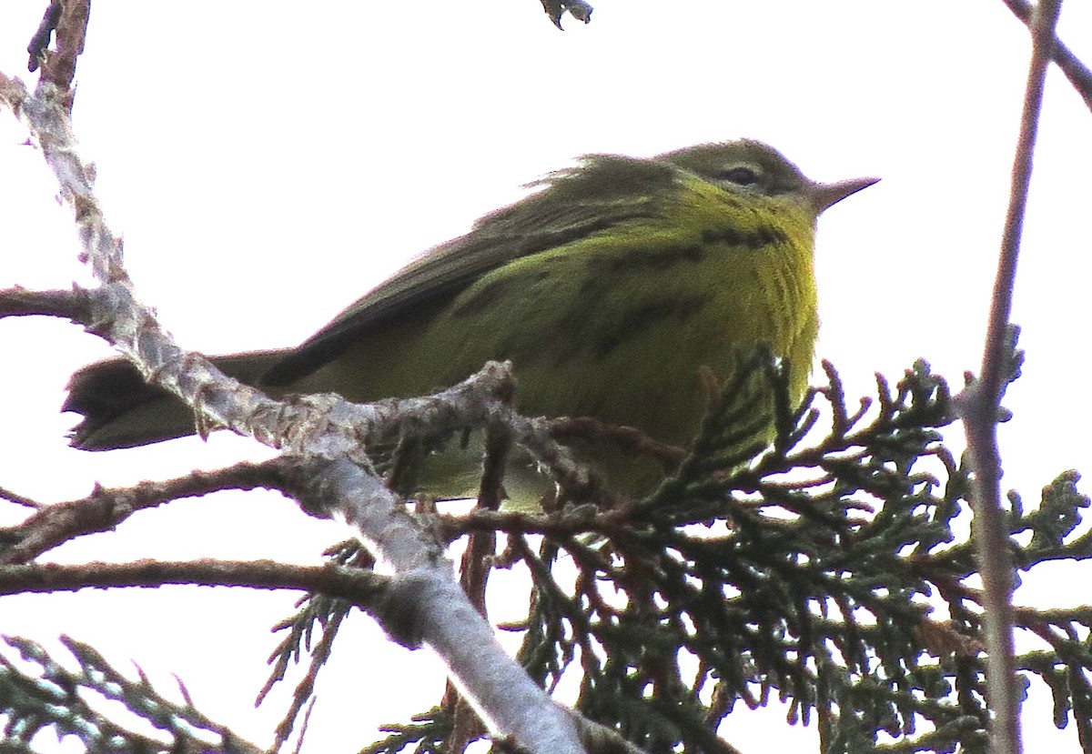 lesňáček pokřovní - ML646431788