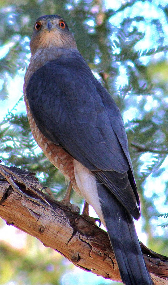 Cooper's Hawk - ML646431790