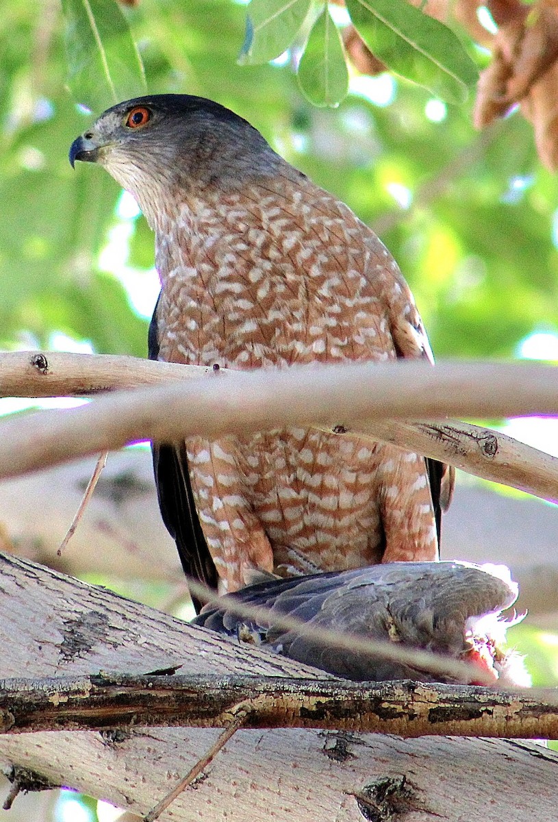 Cooper's Hawk - ML646431792