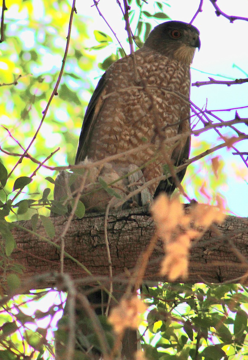 Cooper's Hawk - ML646431793