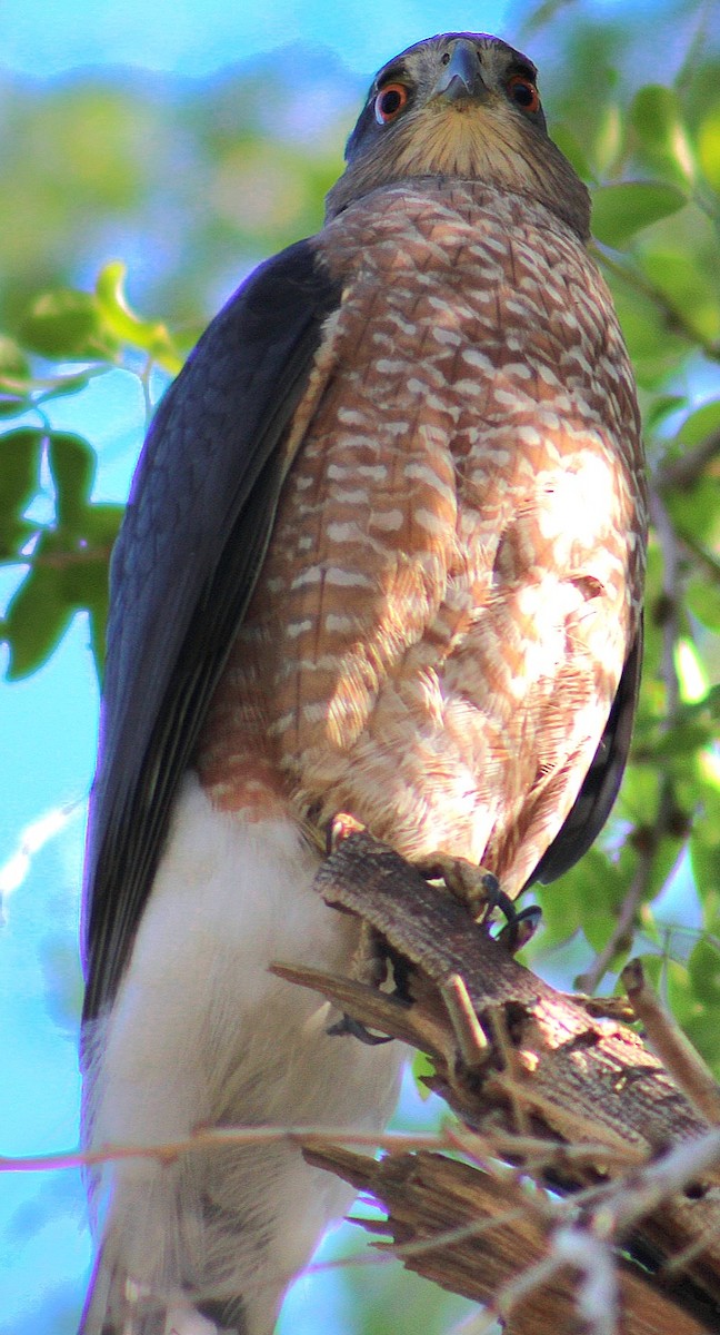 Cooper's Hawk - ML646431794