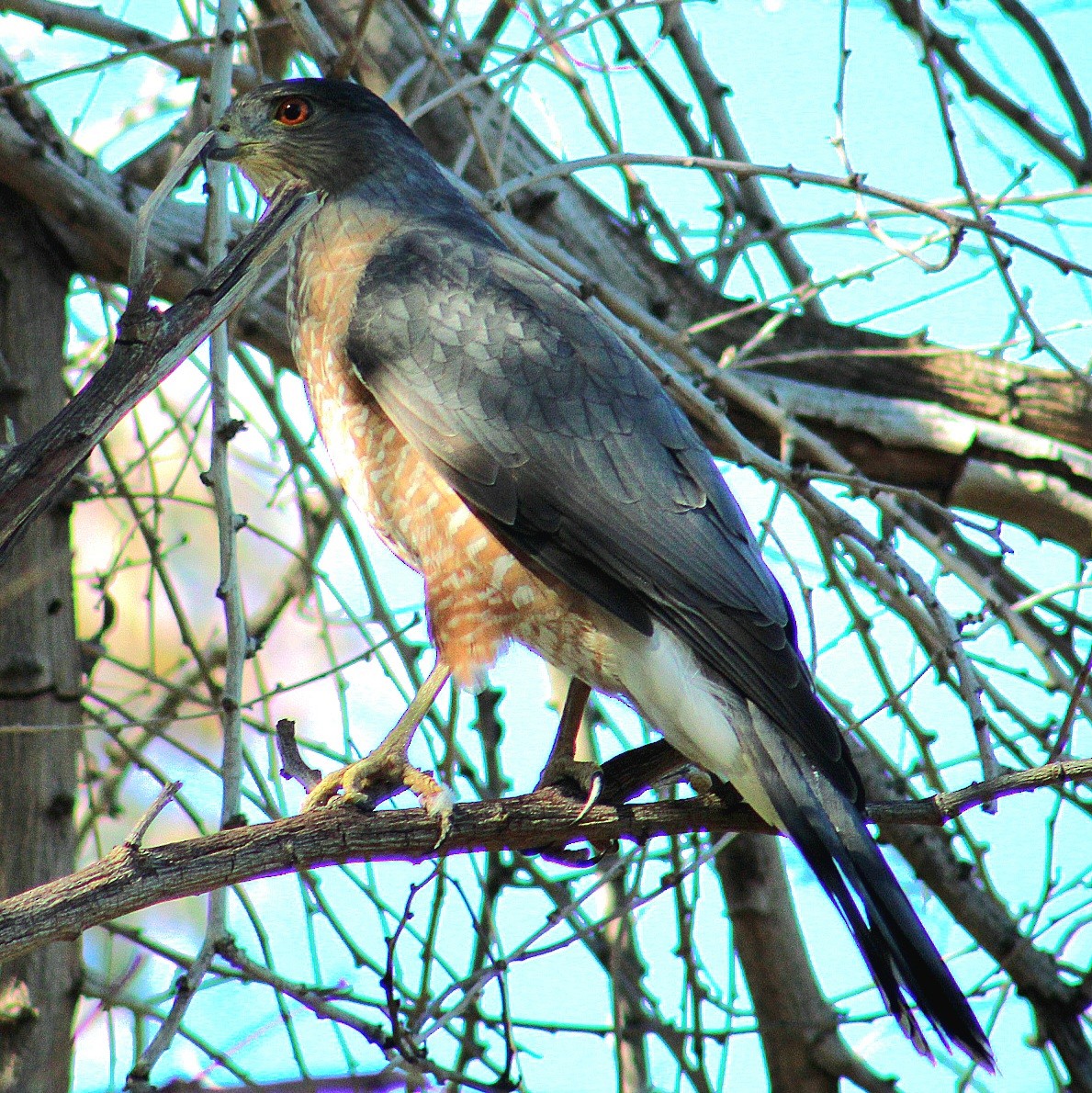 Cooper's Hawk - ML646431795