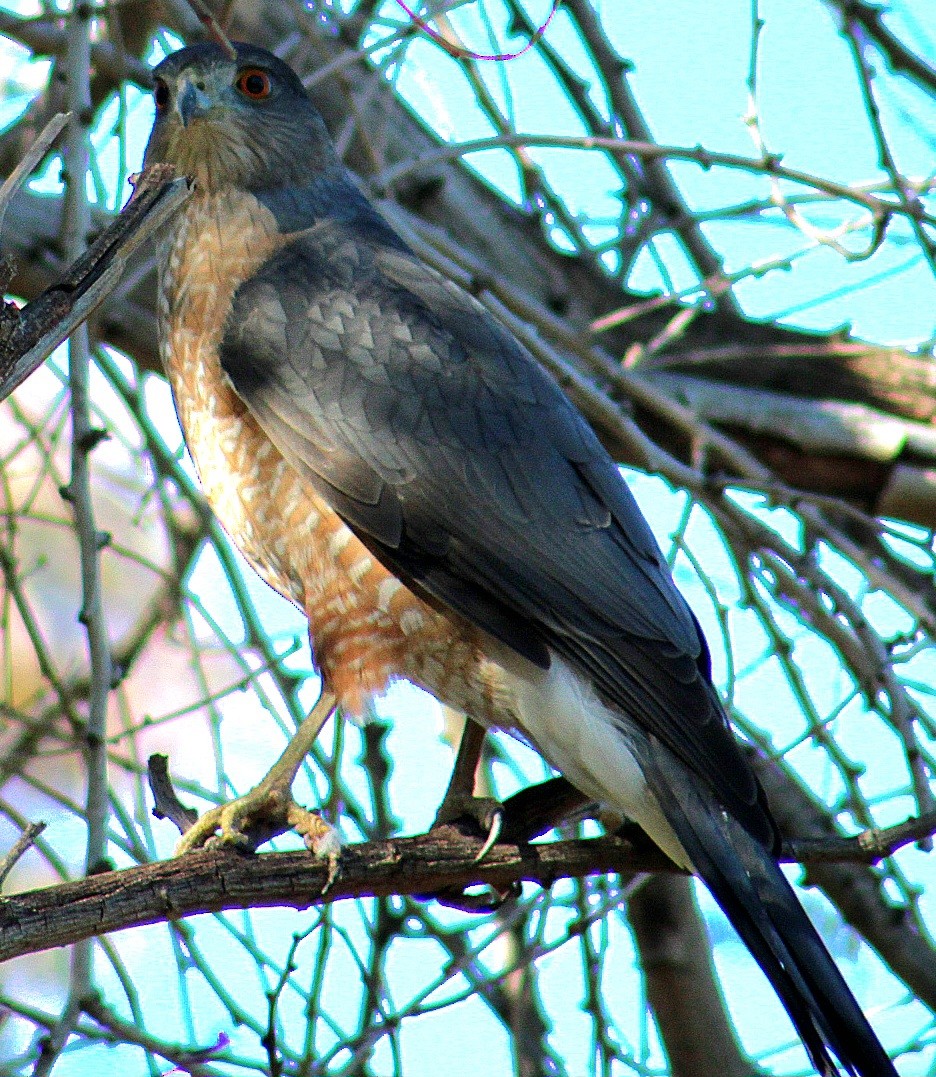 Cooper's Hawk - ML646431796