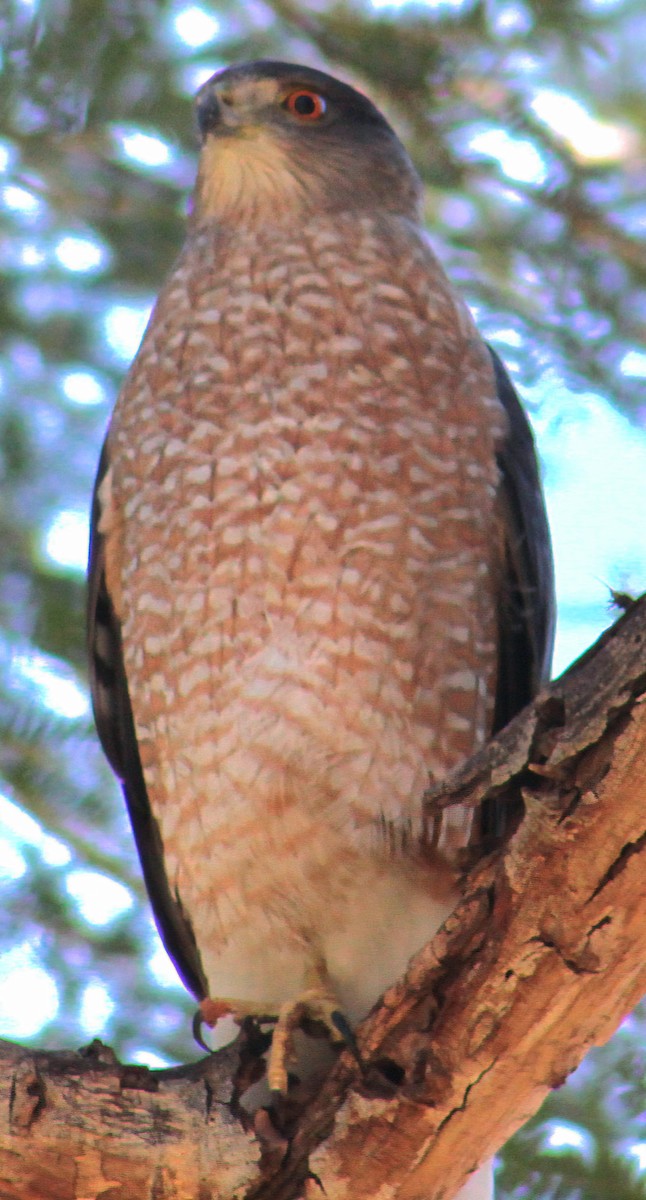 Cooper's Hawk - ML646431798