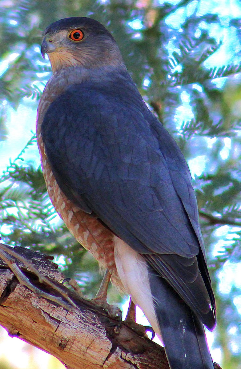 Cooper's Hawk - ML646431799