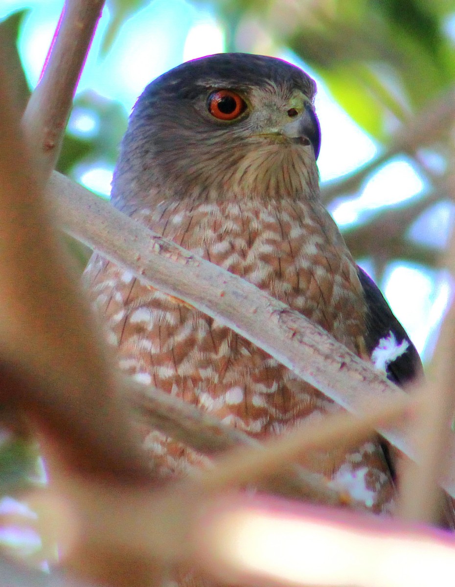 Cooper's Hawk - ML646431800