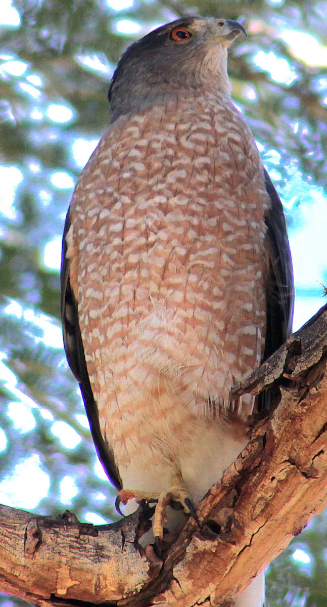 Cooper's Hawk - ML646431801