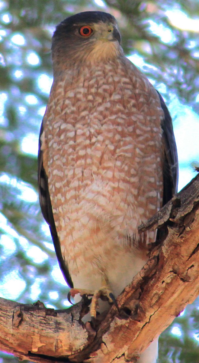 Cooper's Hawk - ML646431802