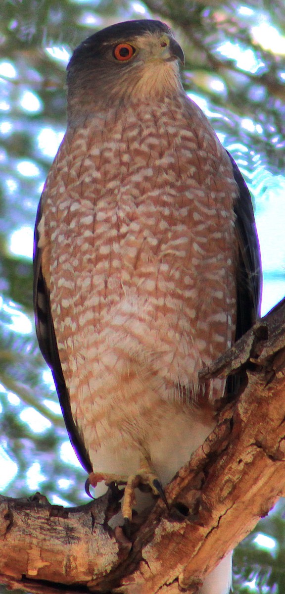 Cooper's Hawk - ML646431803