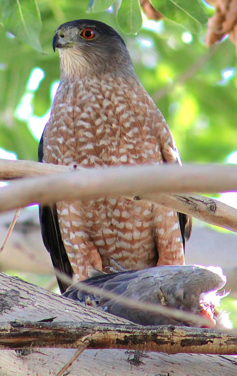 Cooper's Hawk - ML646431804