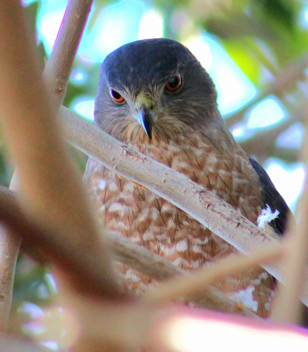 Cooper's Hawk - ML646431805