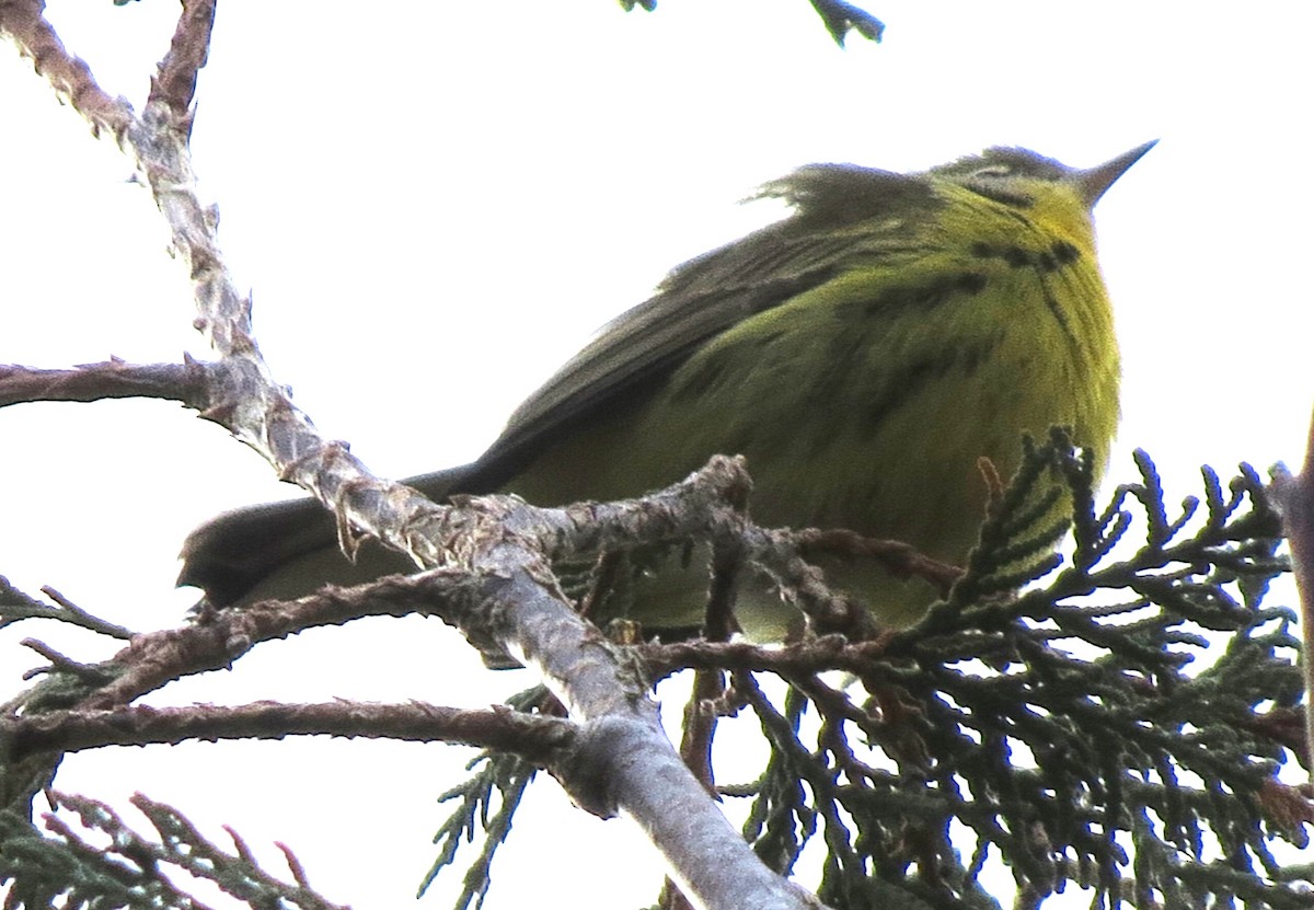 lesňáček pokřovní - ML646431807