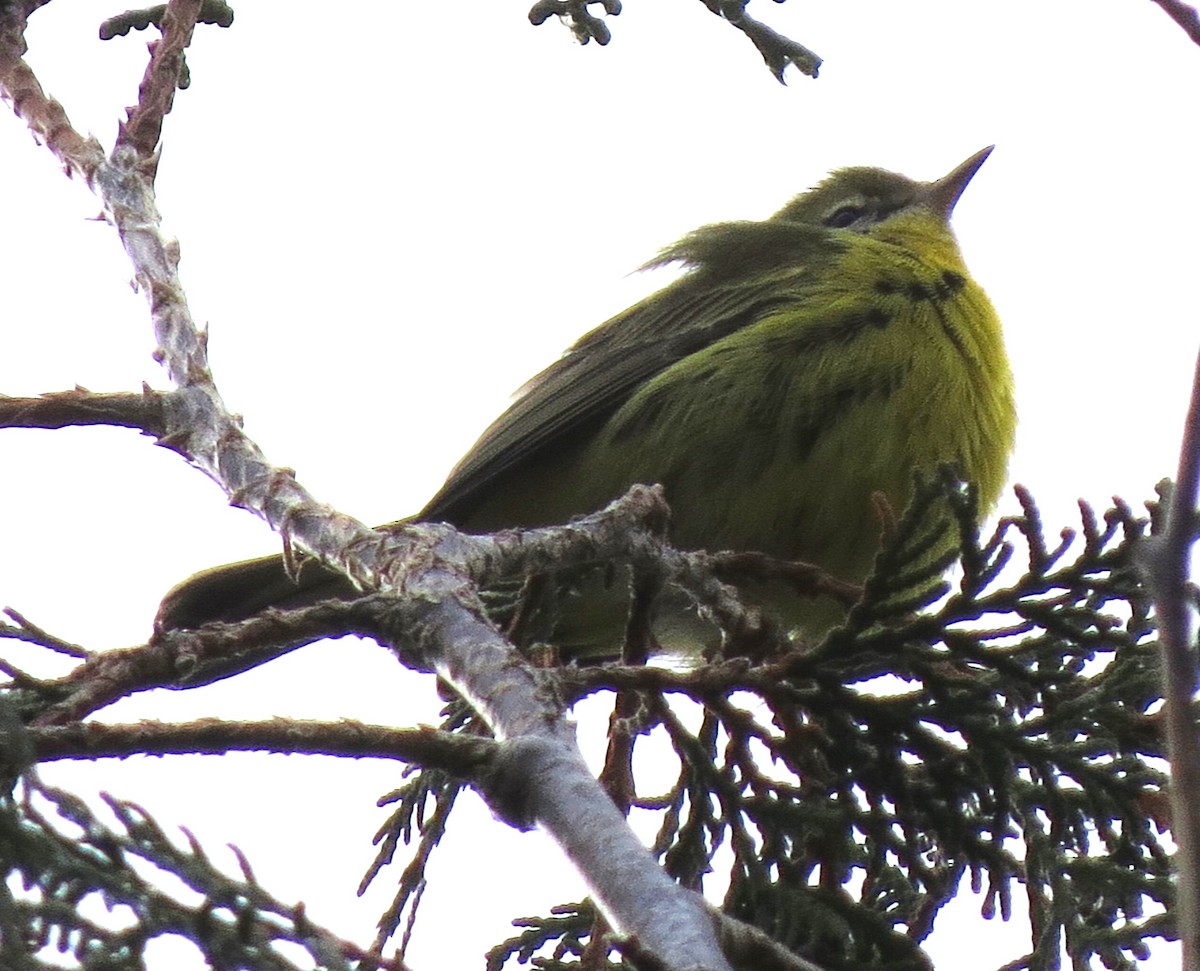 lesňáček pokřovní - ML646431812