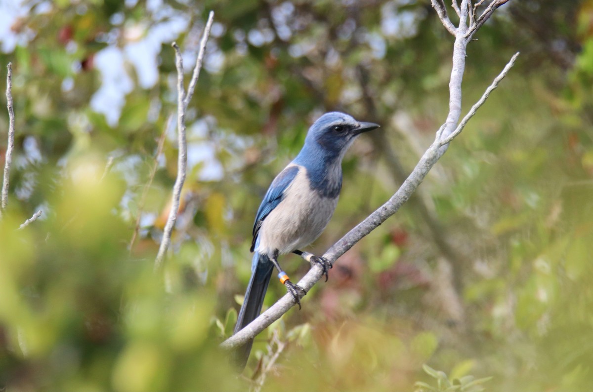Florida Scrub-Jay - ML646431813