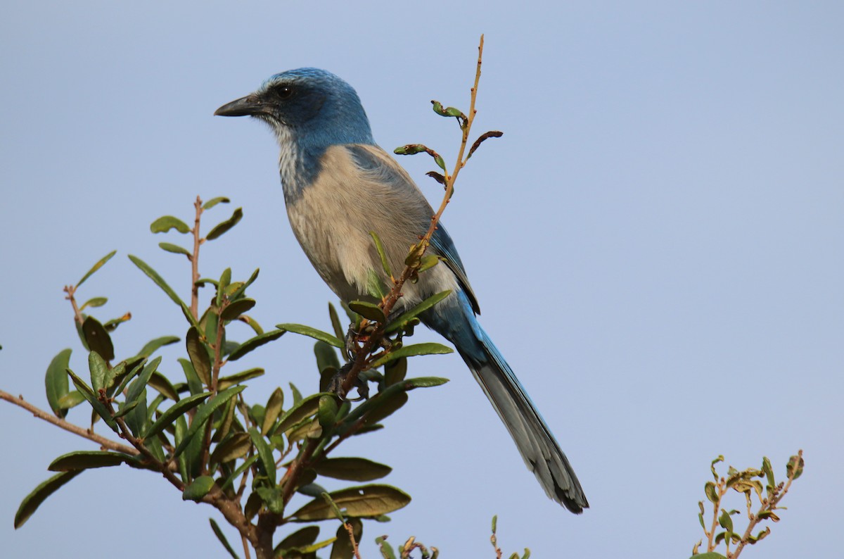 Florida Scrub-Jay - ML646431814