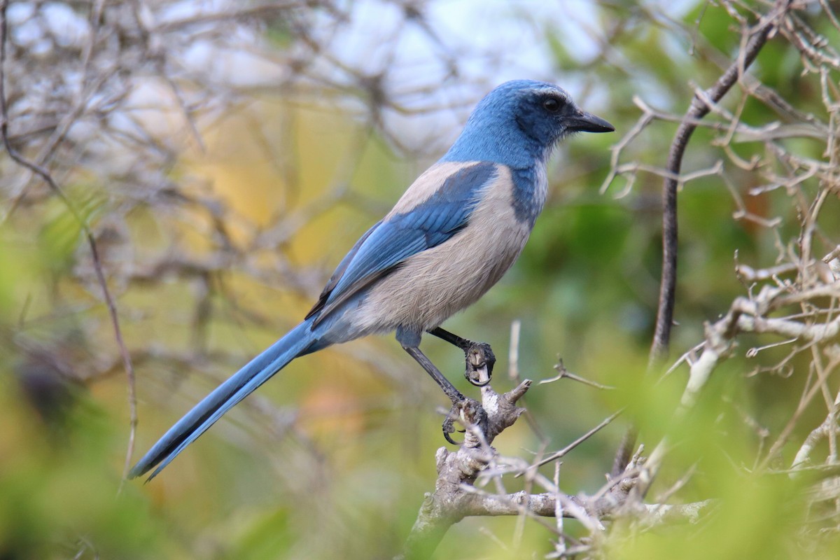 Florida Scrub-Jay - ML646431815