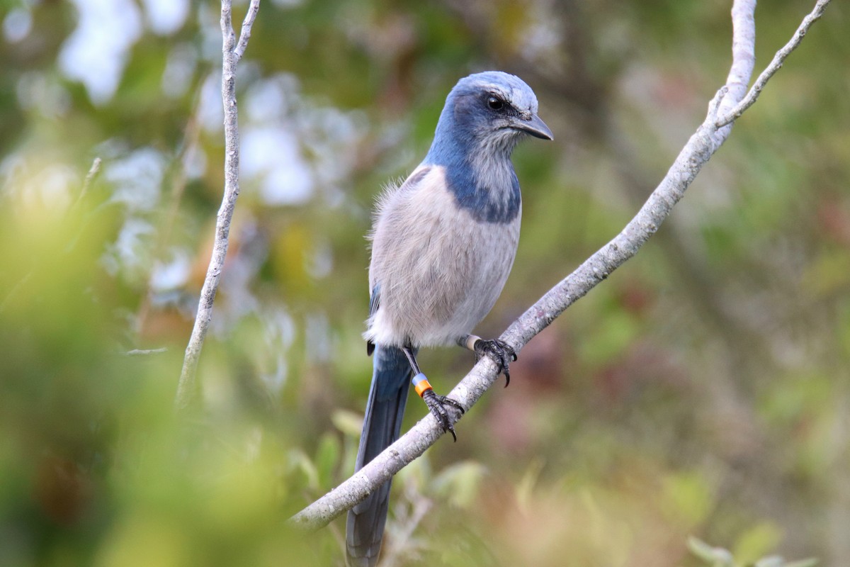 Florida Scrub-Jay - ML646431816