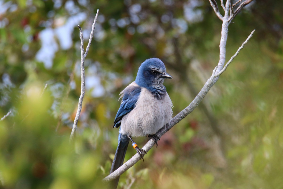 Florida Scrub-Jay - ML646431817