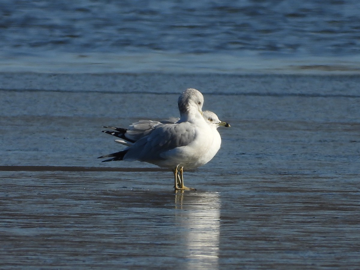 Ring-billed Gull - ML646431818