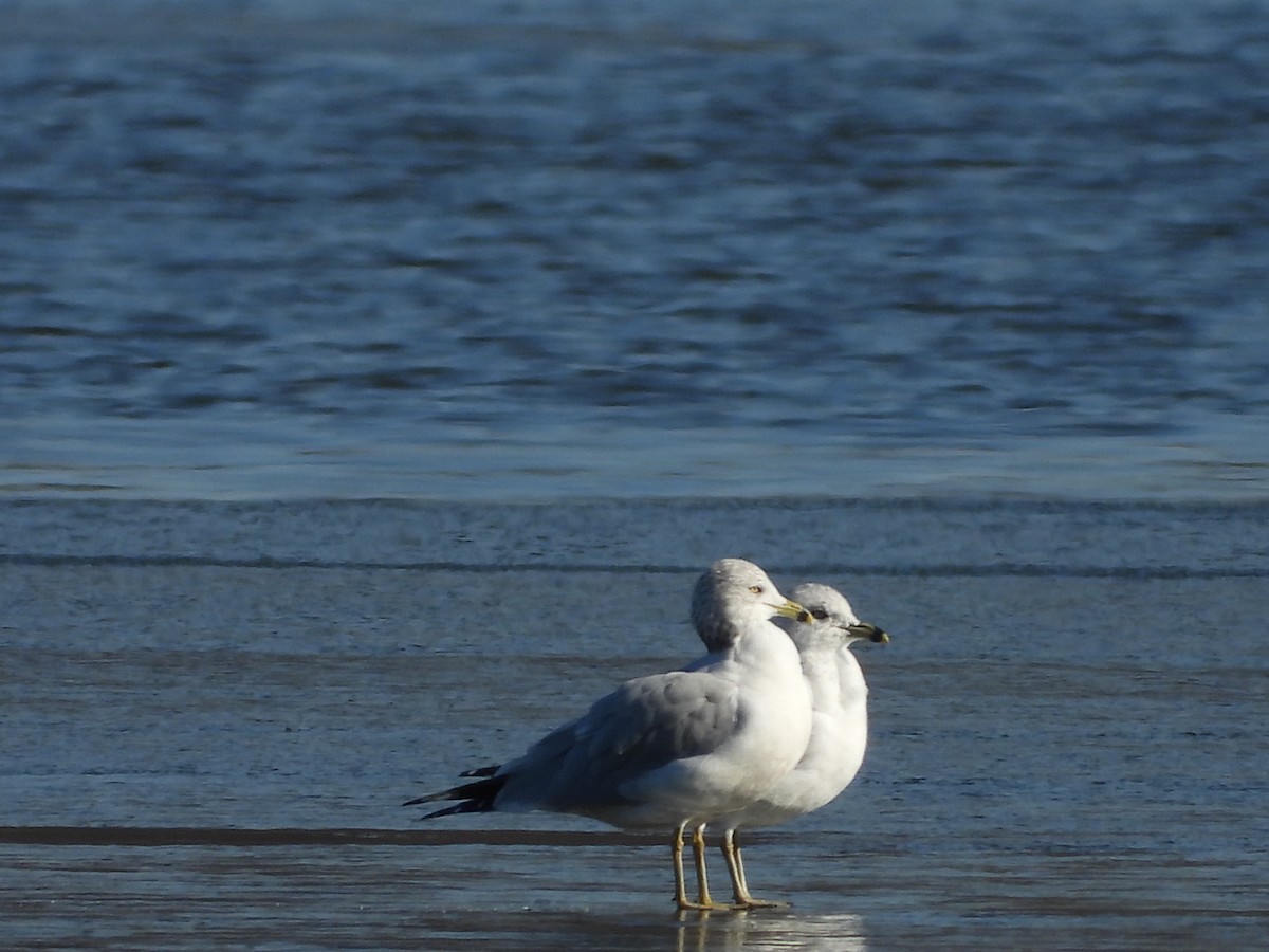 Ring-billed Gull - ML646431819