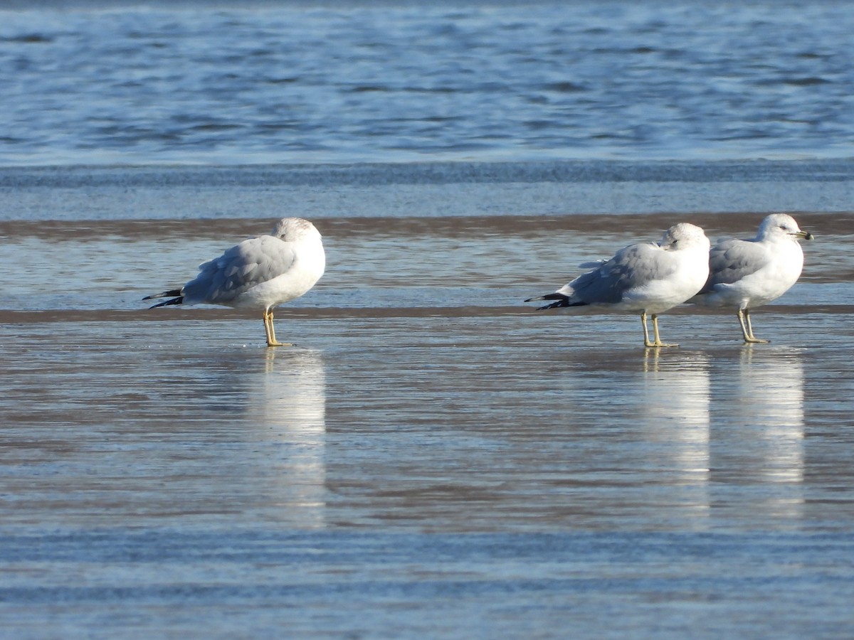 Ring-billed Gull - ML646431820