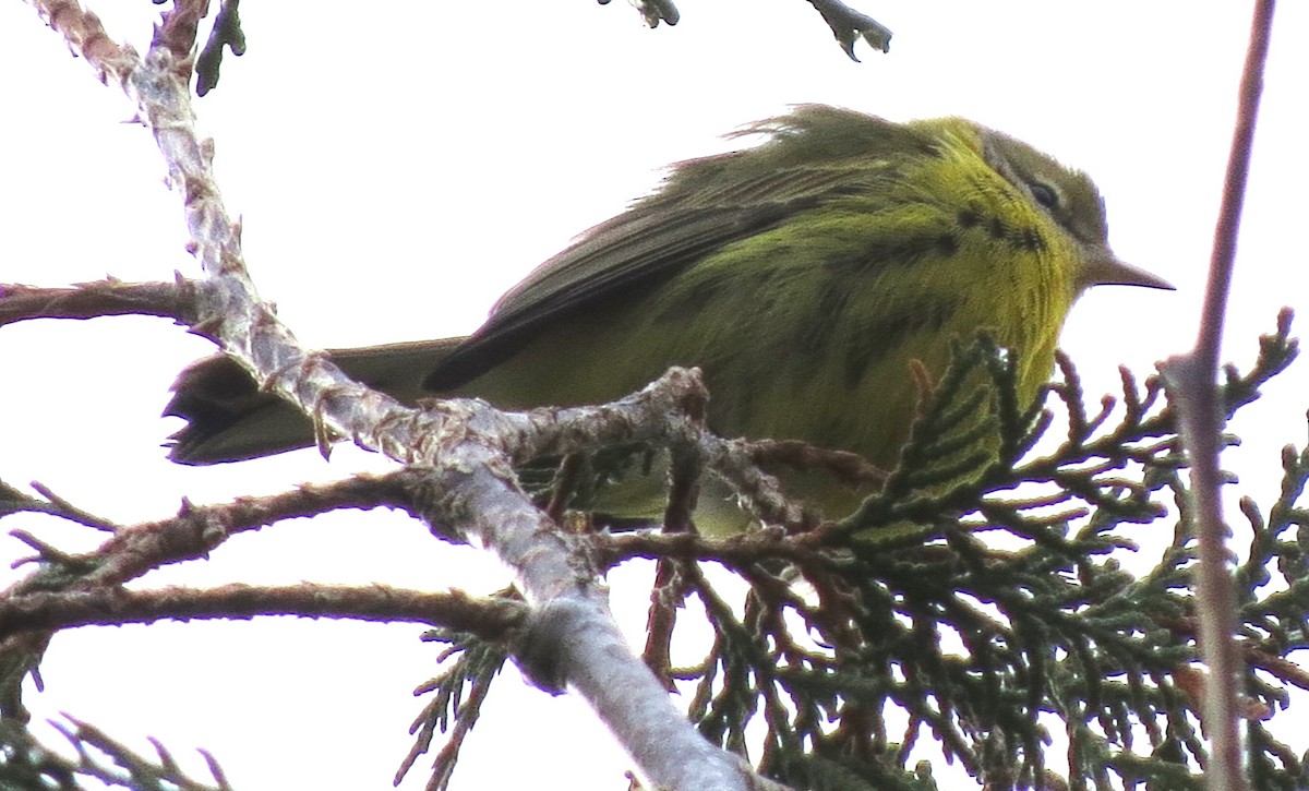 lesňáček pokřovní - ML646431821