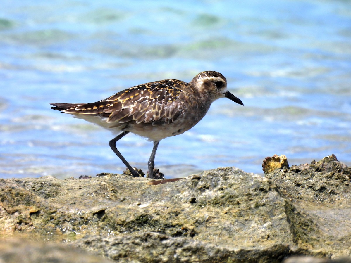 Pacific Golden-Plover - ML646431823