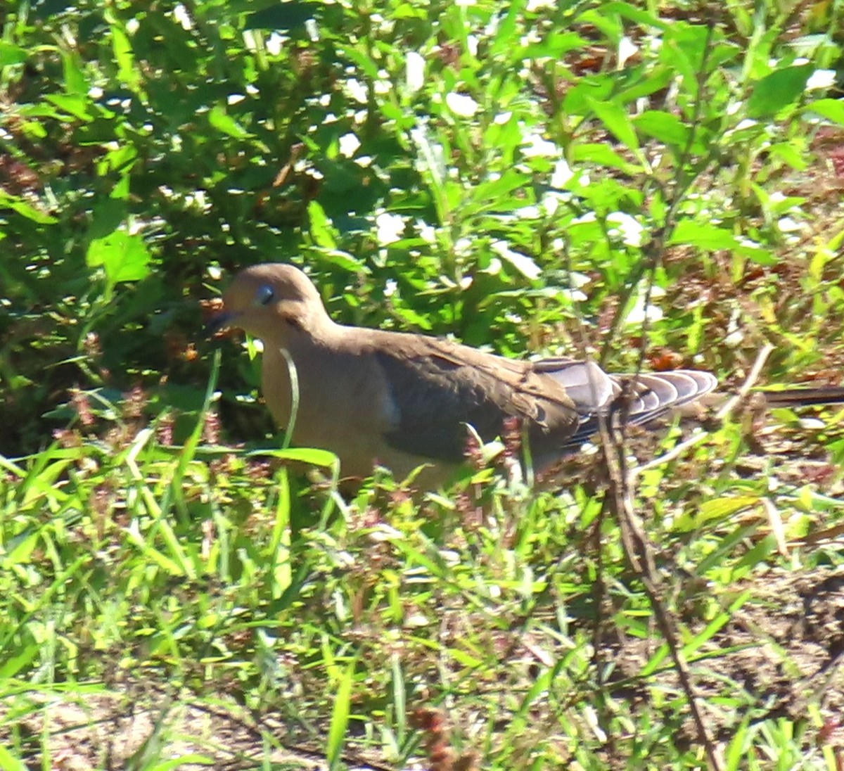 Mourning Dove - ML646431824
