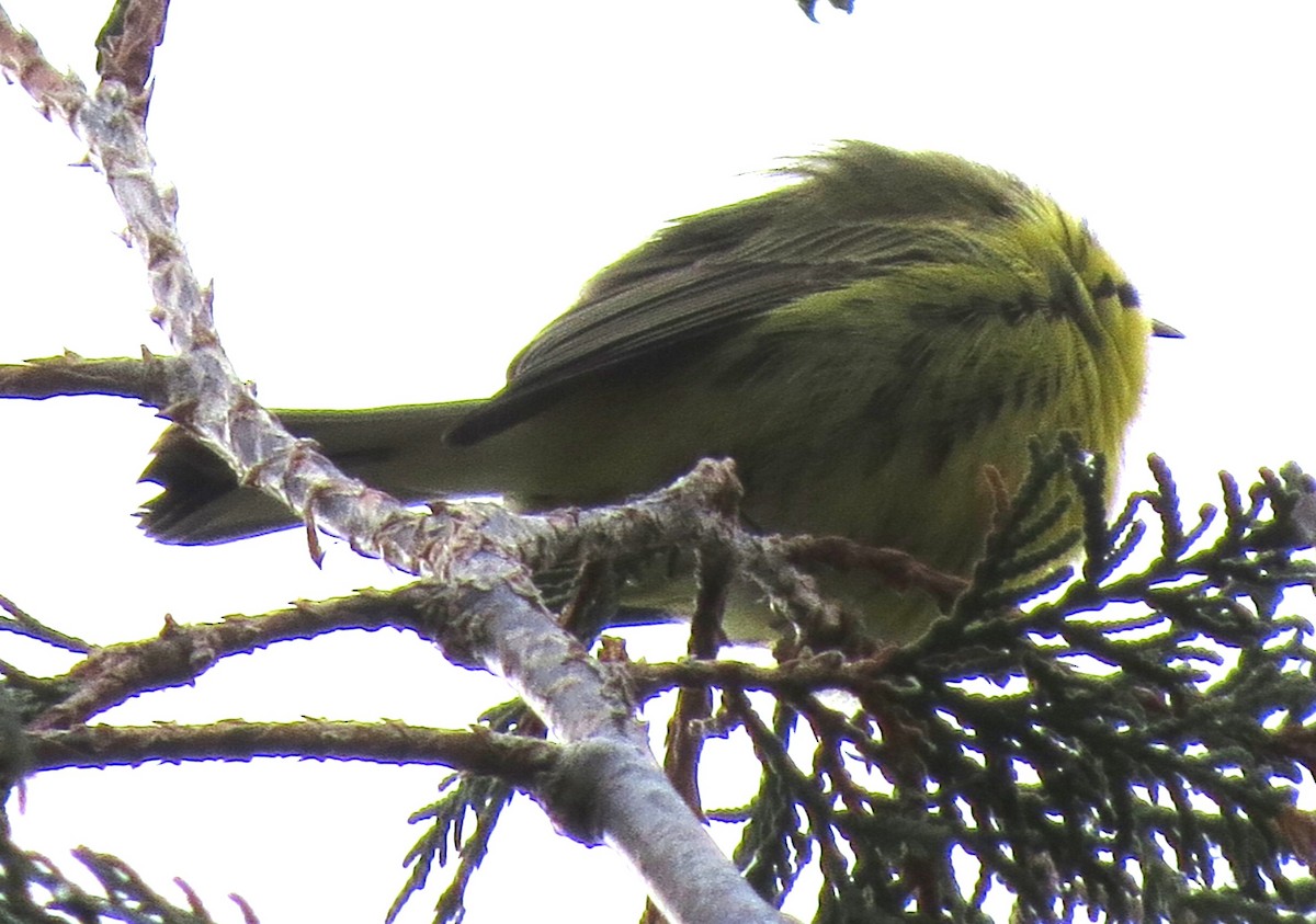 lesňáček pokřovní - ML646431825