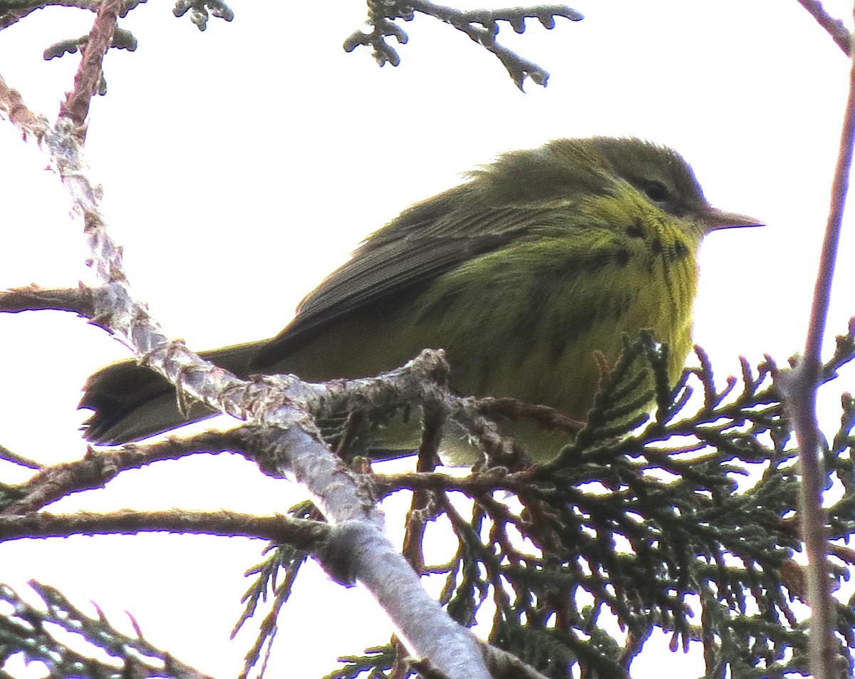 lesňáček pokřovní - ML646431828