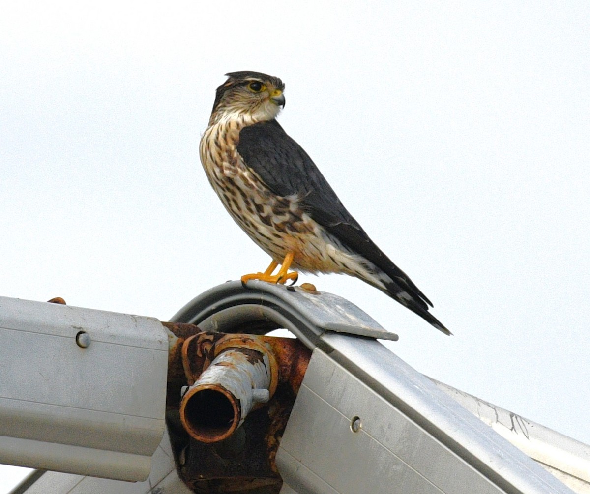 Merlin - ML646431830