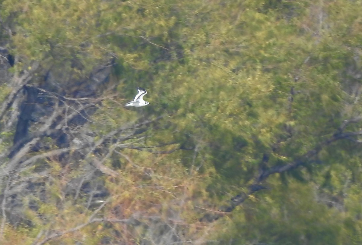 小鷗 - ML646431831