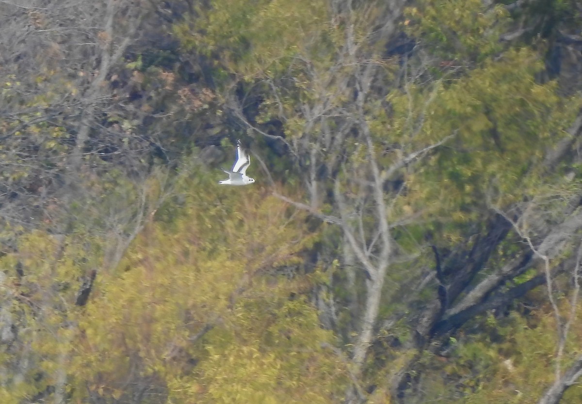 小鷗 - ML646431832