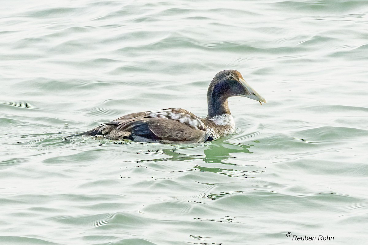Common Eider - ML646431834