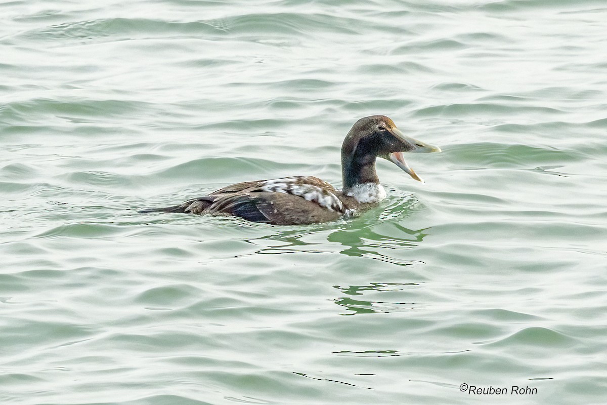 Common Eider - ML646431835