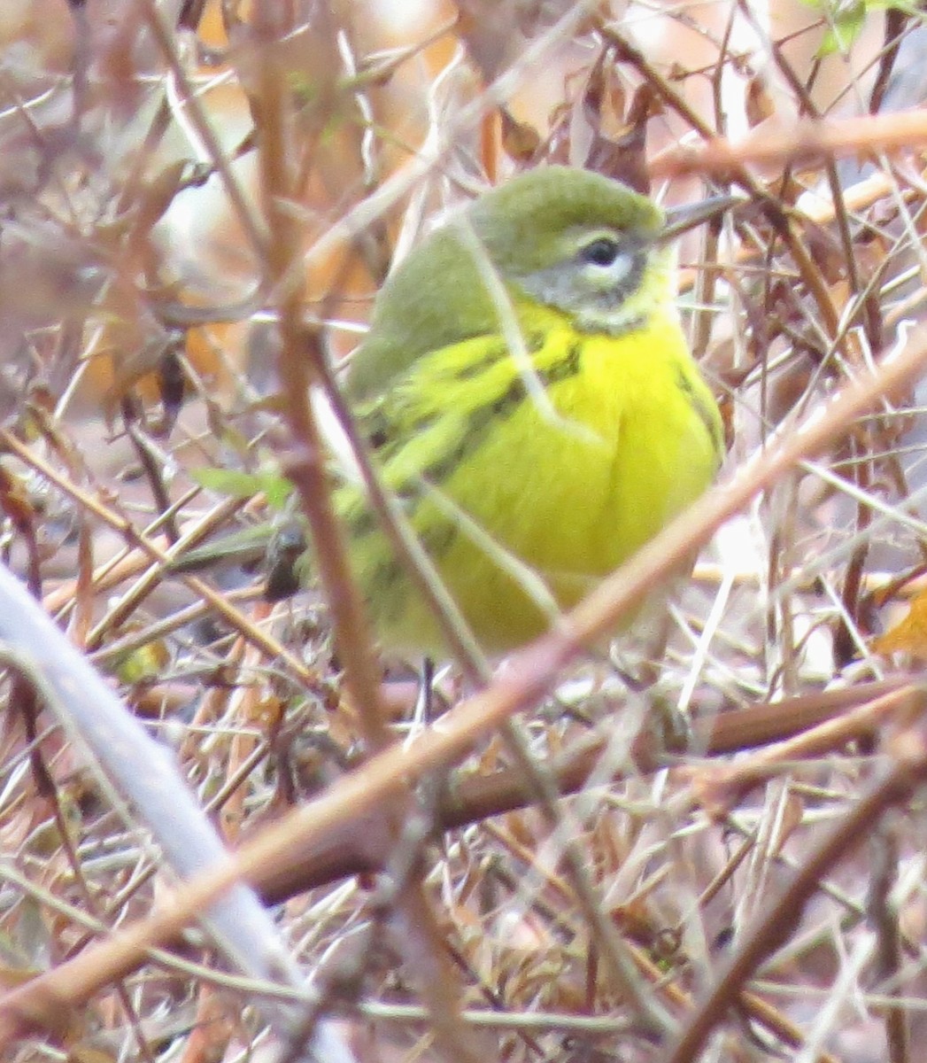 lesňáček pokřovní - ML646431836