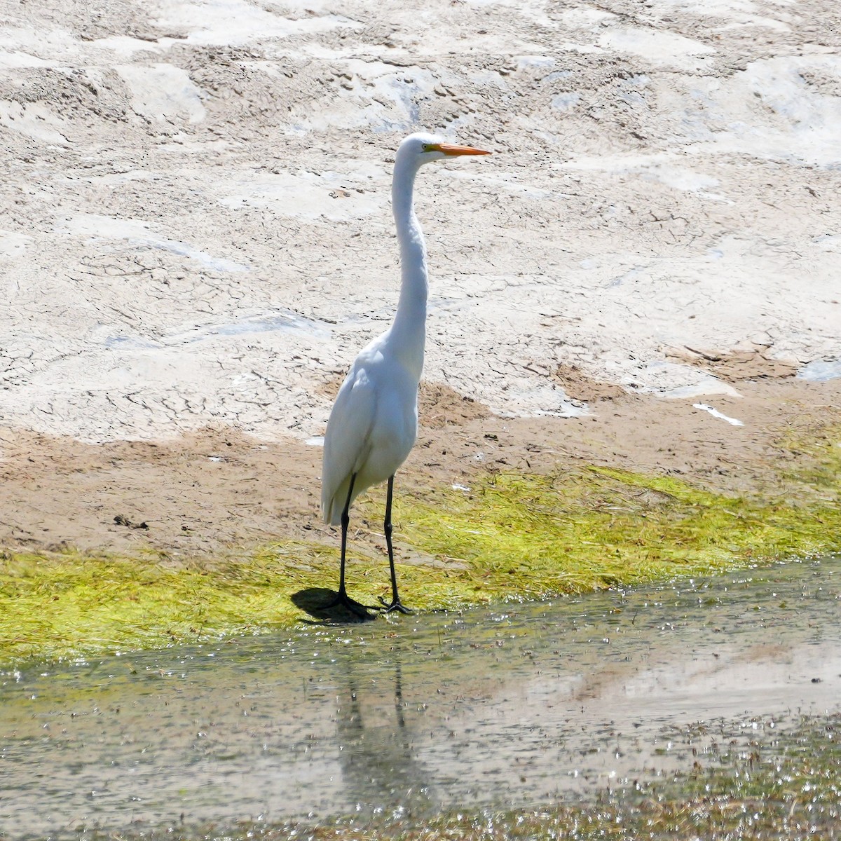 Koartza zuria - ML646431839